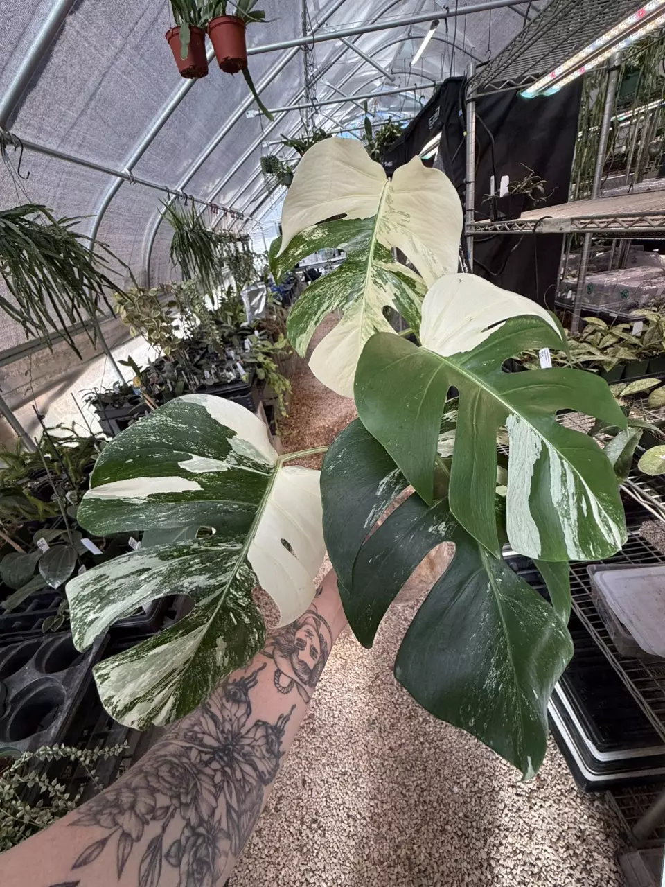 plant/PL461: Monstera Albo FRESH IMPORT ships this week-0