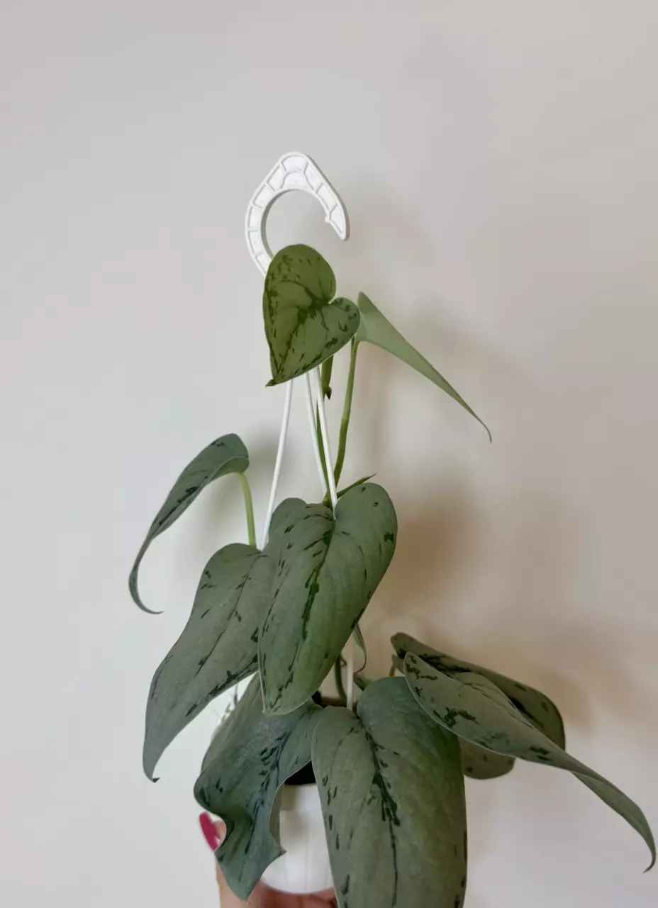 plant/3” Scindapsus Silver Sierra-4