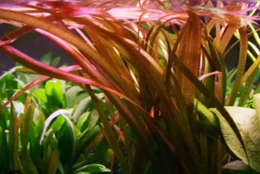 plant/Red Jungle Vallisneria Submersed -0