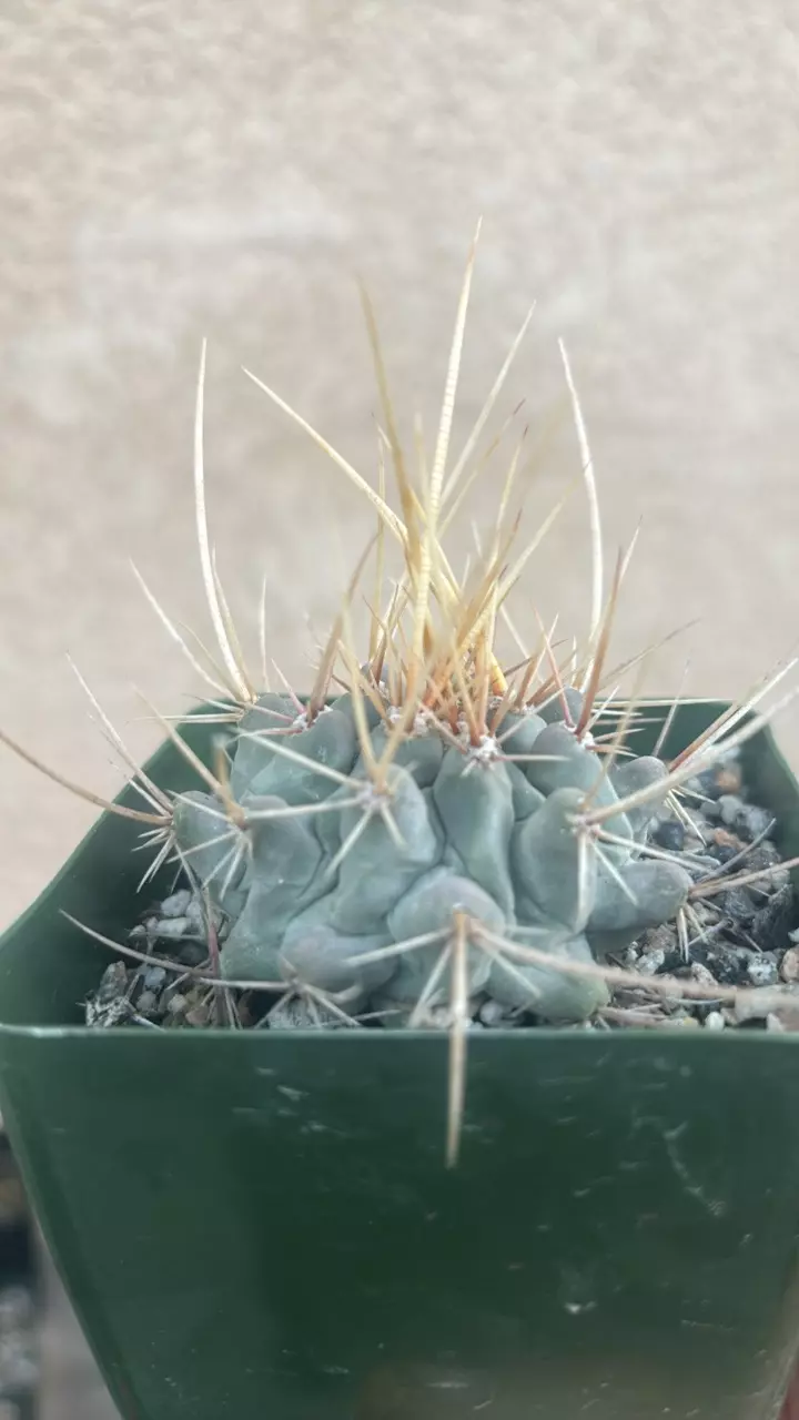plant/Thelocactus Rinconensis-1