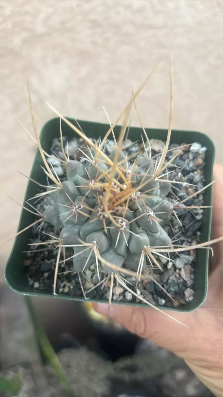 plant/Thelocactus Rinconensis-0