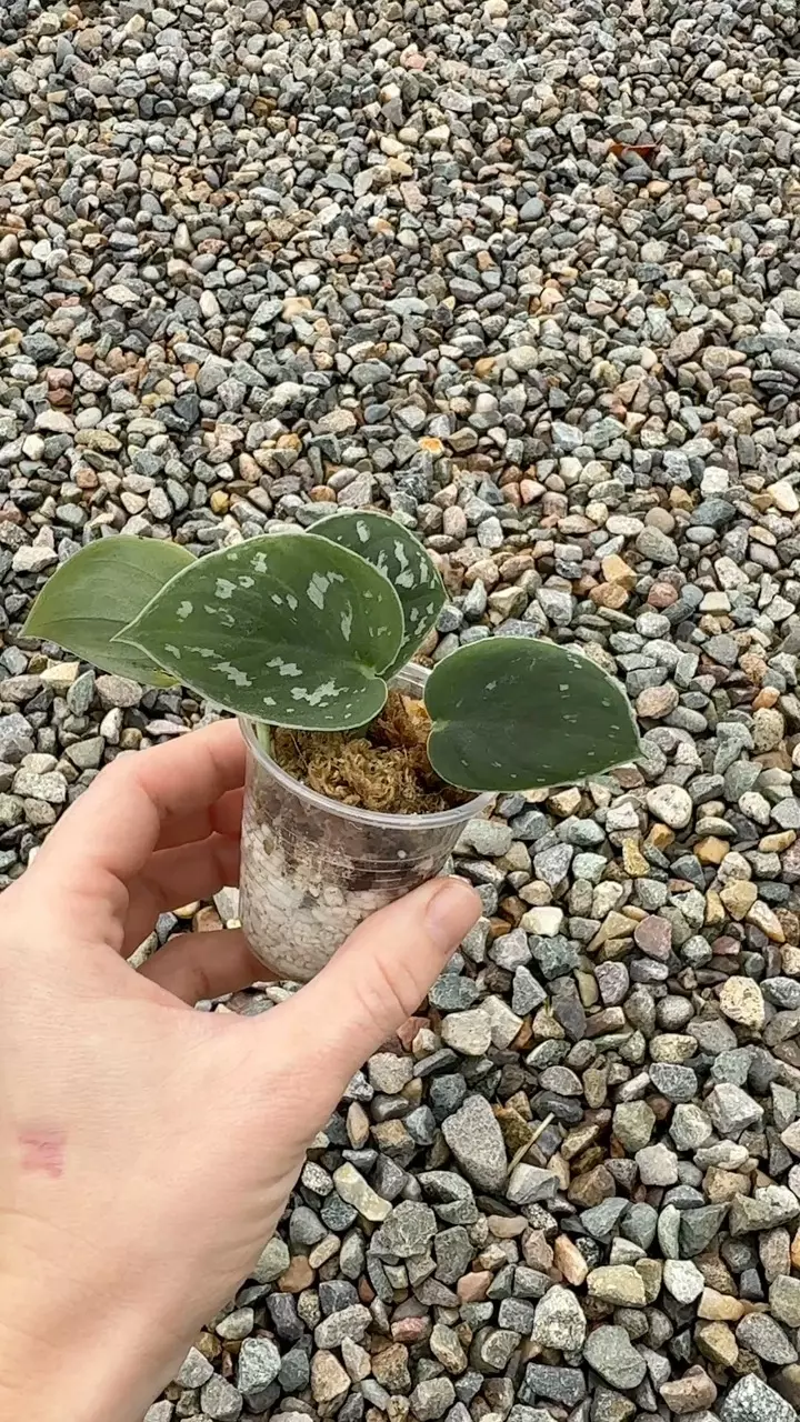 plant/Scindapsus pictus “Satin Pothos” Cuttings Small Cup-1