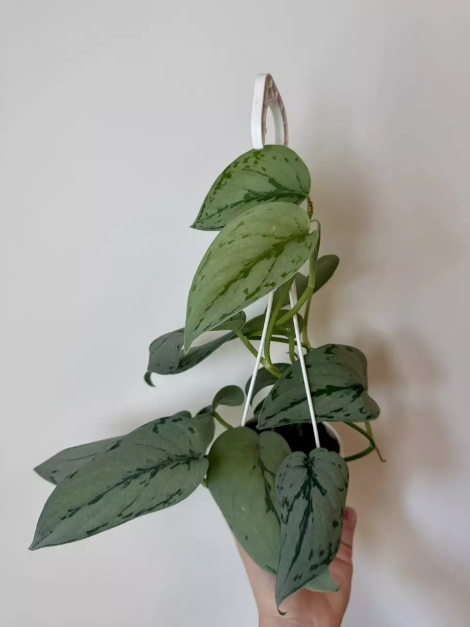 plant/3” Scindapsus Silver Sierra-1