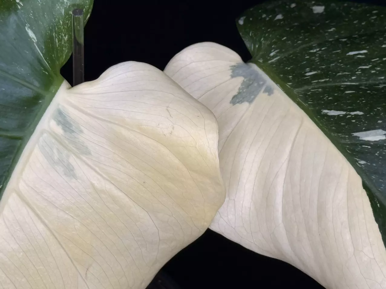 plant/🌿MONSTERA MILKY WAY-1