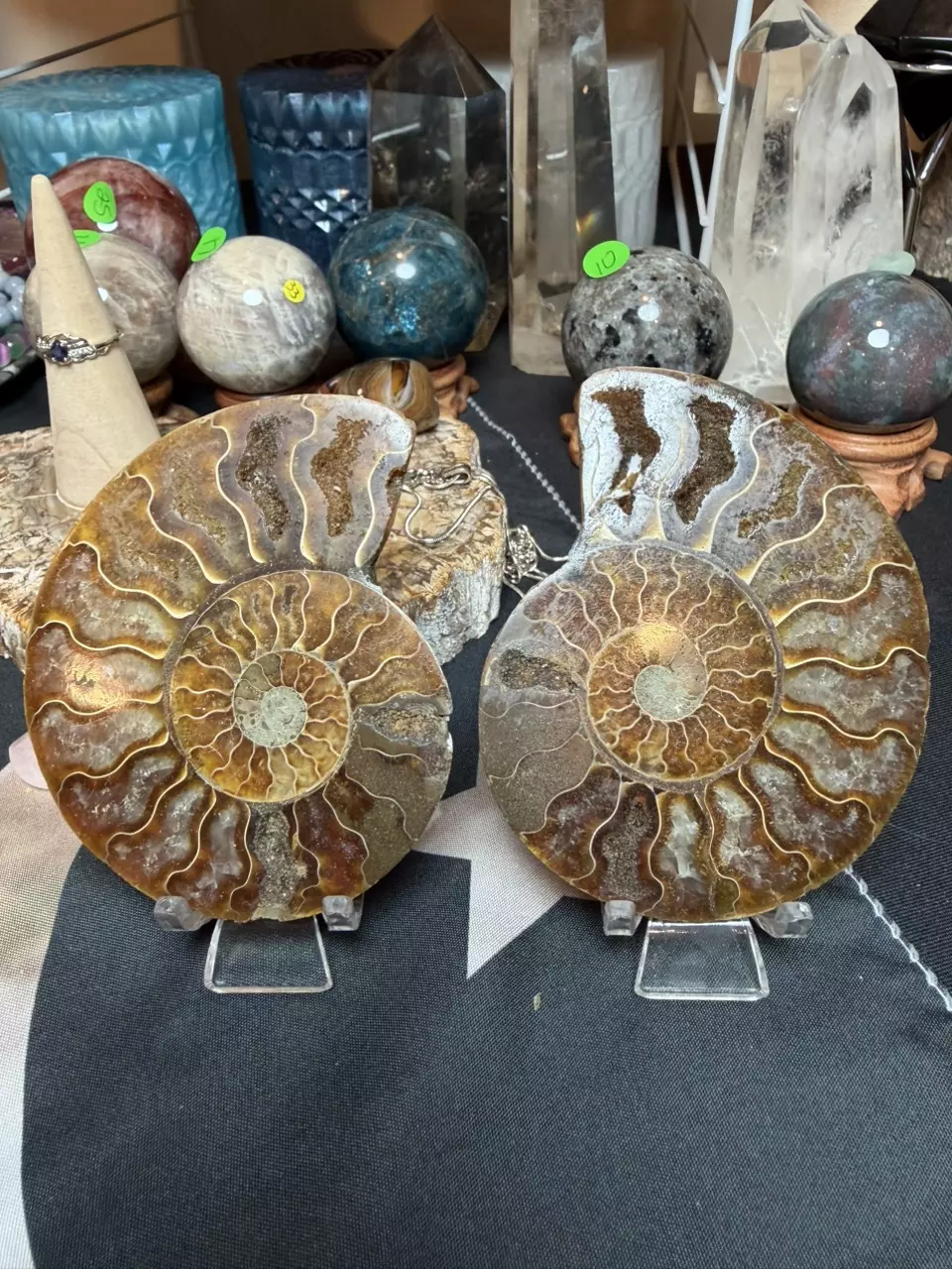 plant/ammonite pair-0