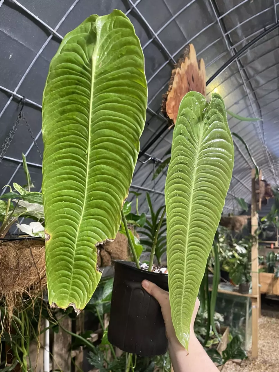 plant/XXL Anthurium Veitchii Super Narrow!!-0