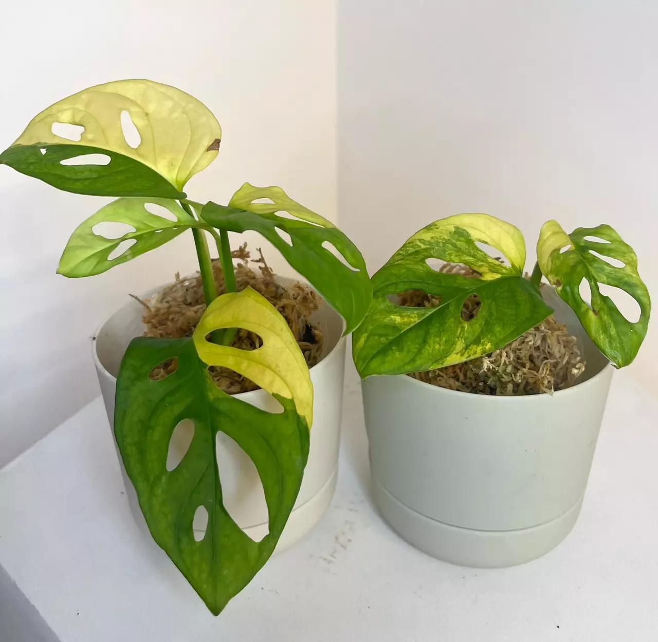 plant/4” Monstera Adansonii Aurea-1