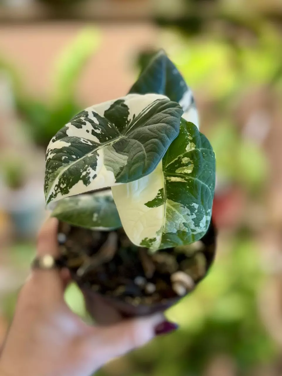 plant/3” Alocasia Maharani Albo-0