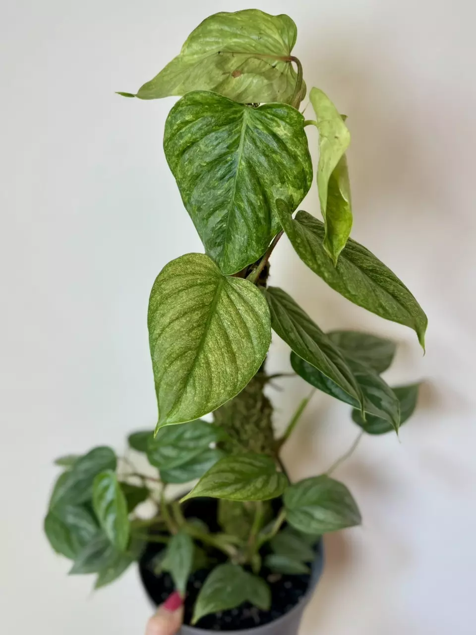 plant/6” Philodendron Sodiroi Totem-2