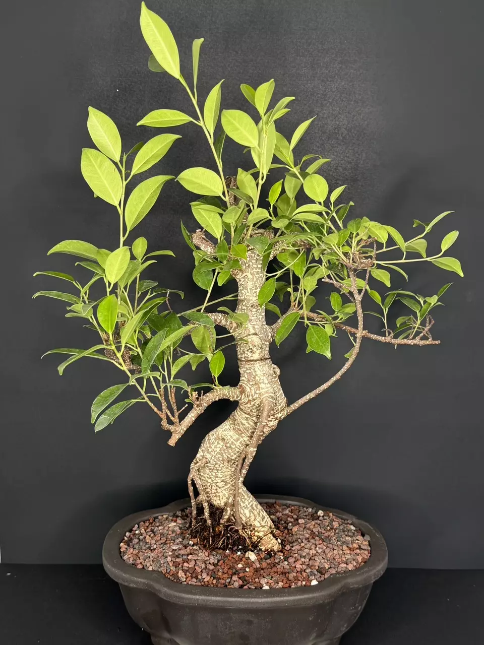 plant/Tiger Bark Ficus Bonsai Tree-0