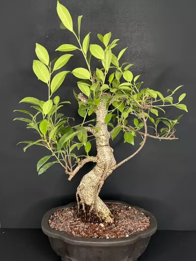 plant/Tiger Bark Ficus Bonsai Tree-0-thumbnail