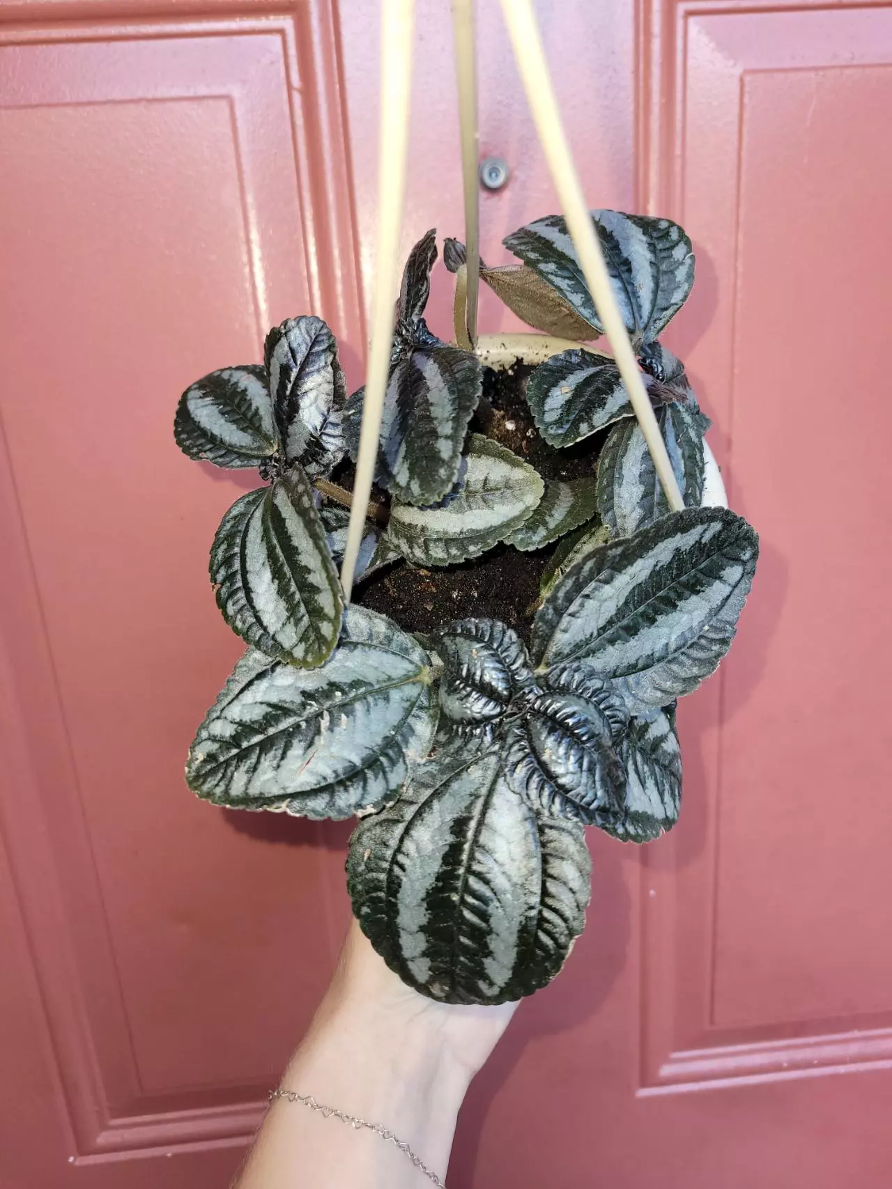 plant/Pilea Pan Am 5" hanging basket-0