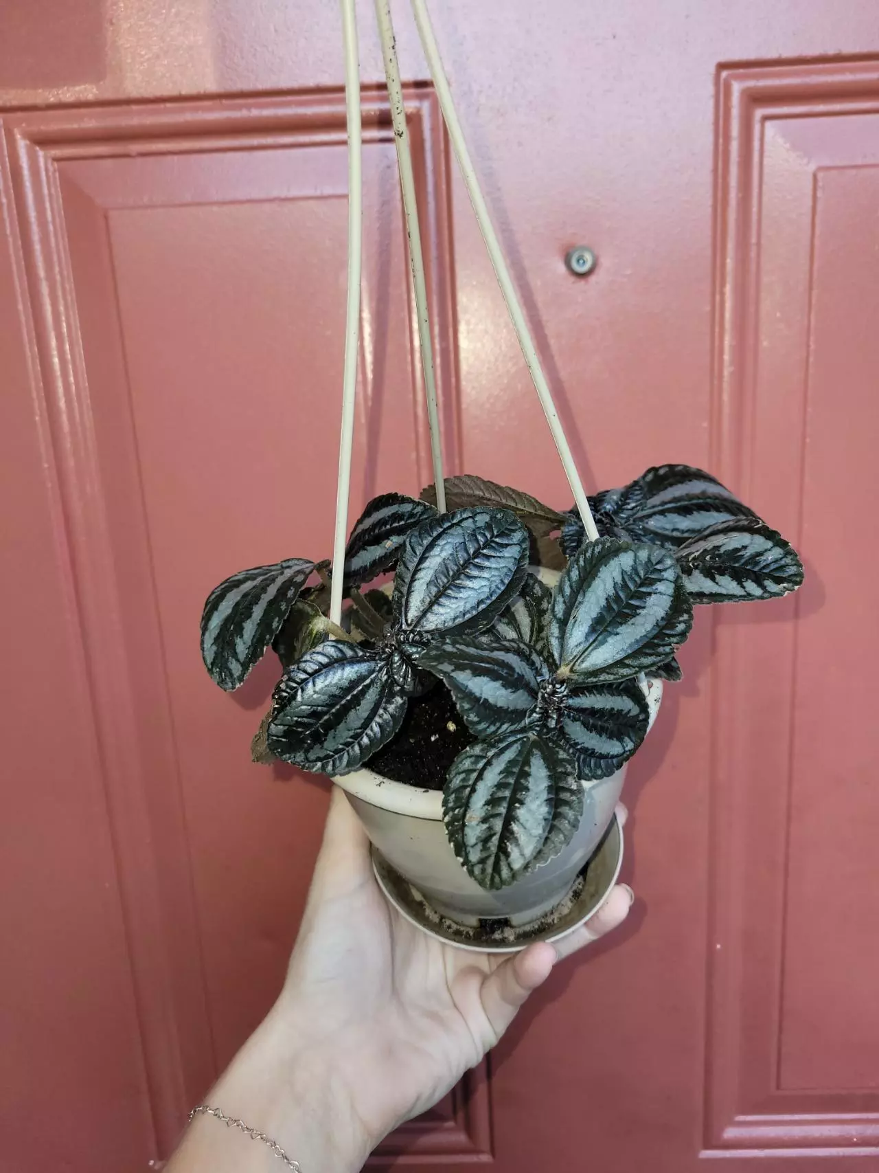 plant/Pilea Pan Am 5" hanging basket-3