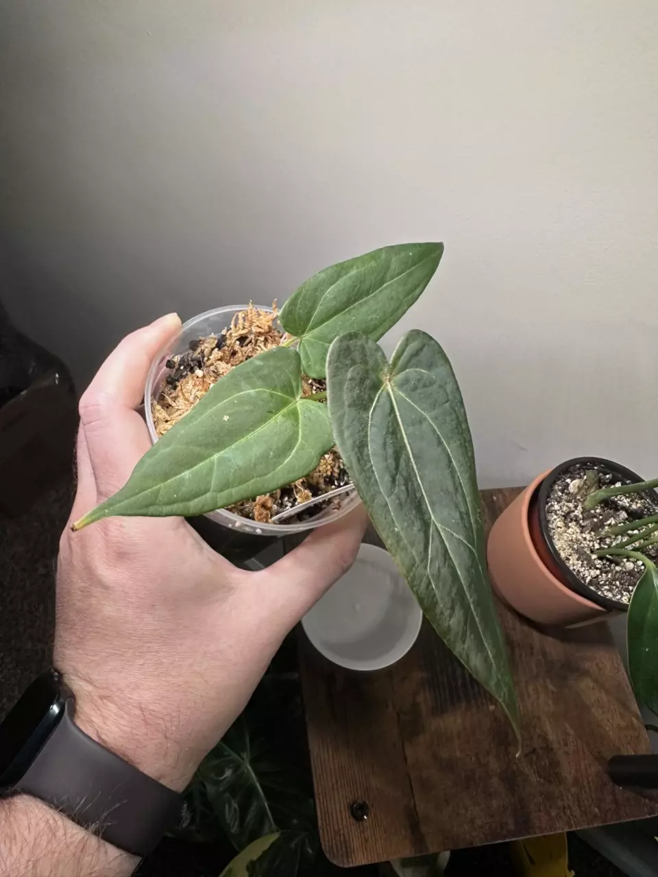 plant/Anthurium Blue Papi-0