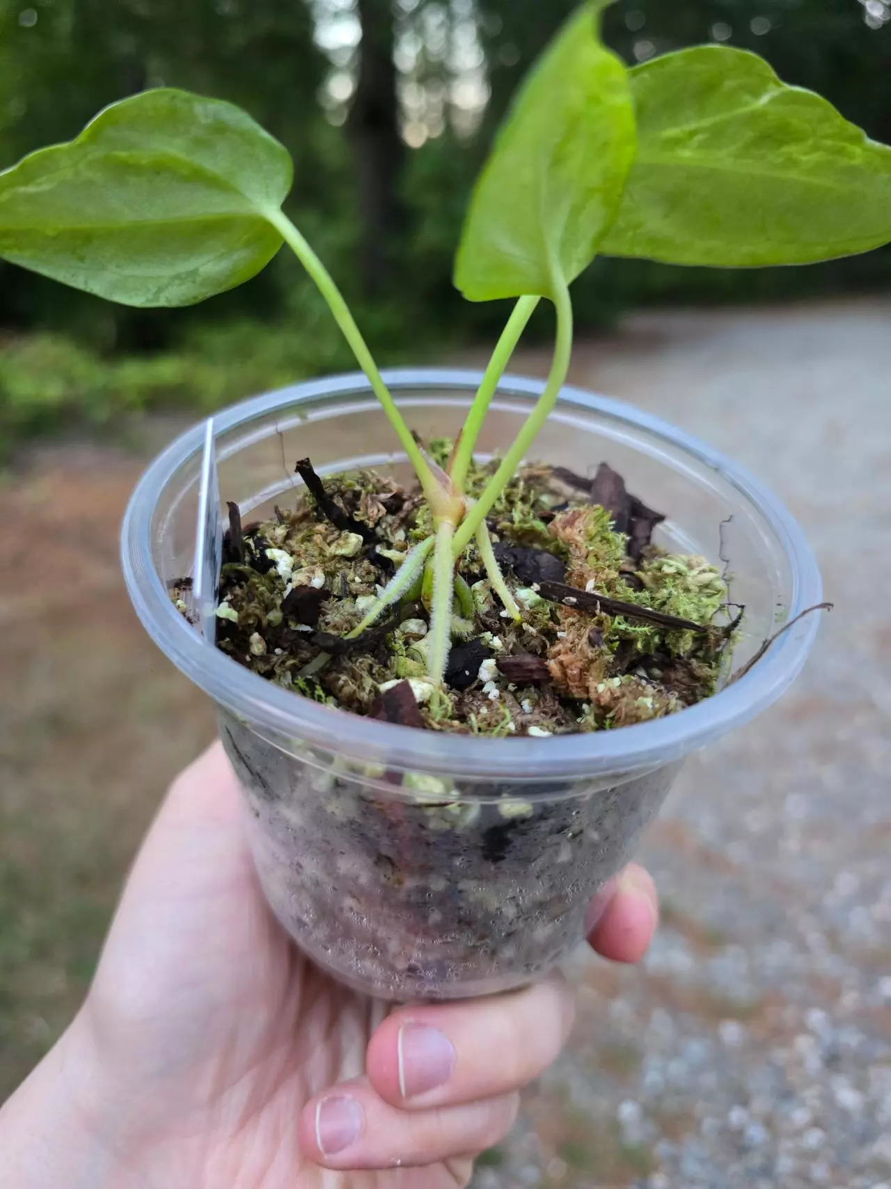 plant/Blister Variegated Anthurium Forgetii-1