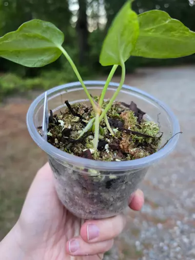 plant/Blister Variegated Anthurium Forgetii-1-thumbnail