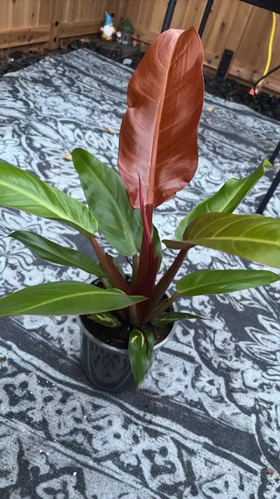 plant/Sun Red philo-1-thumbnail