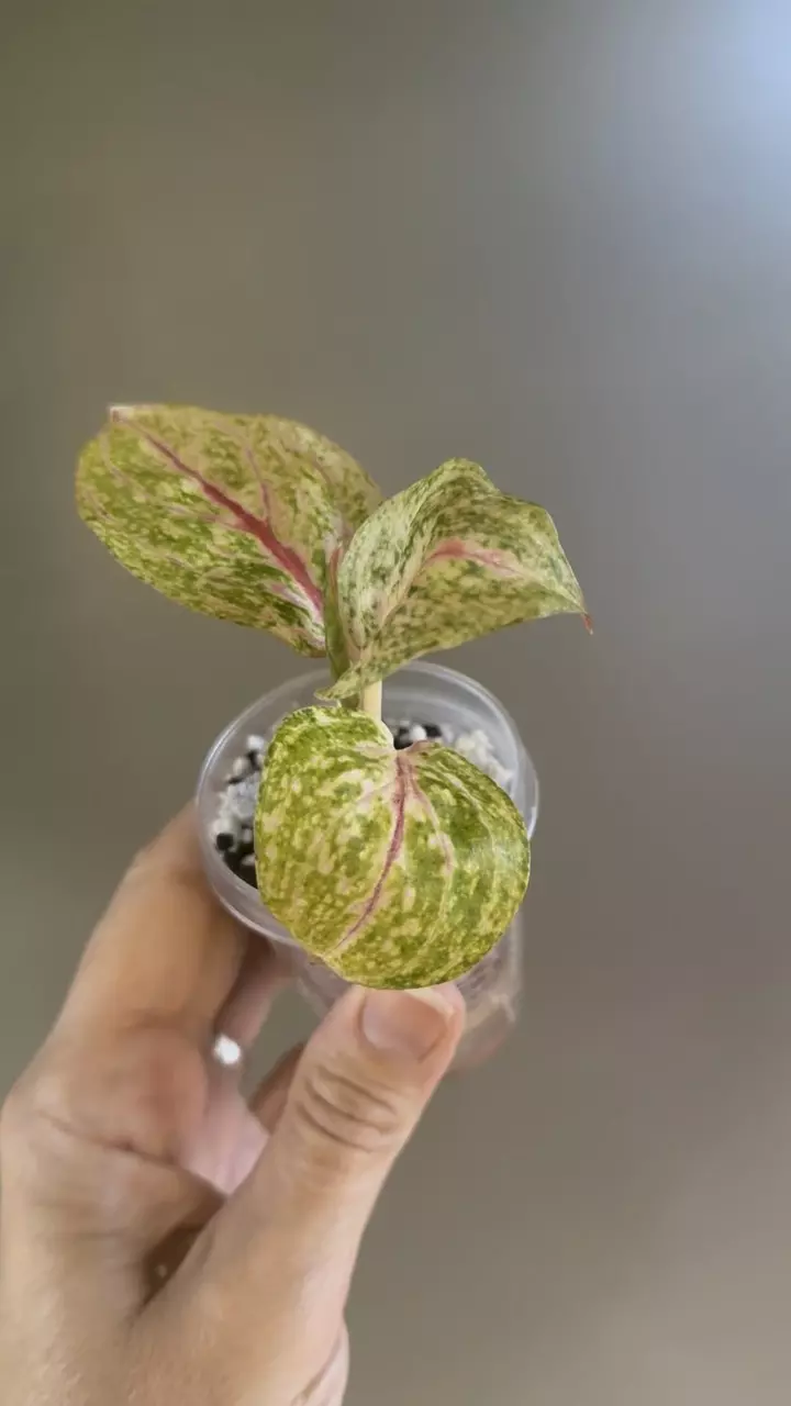 plant/260 Anglaonema Donna Carmen-1
