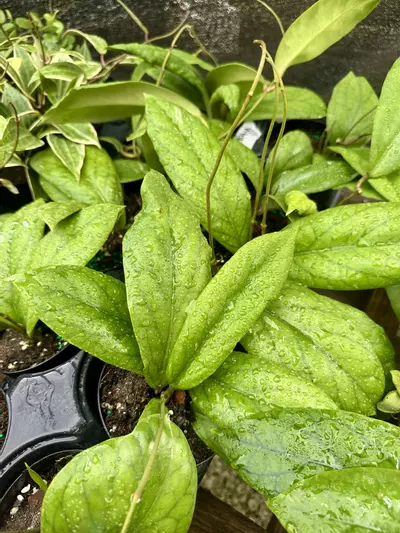 plant/4" Hoya Vitellinoides-0-thumbnail