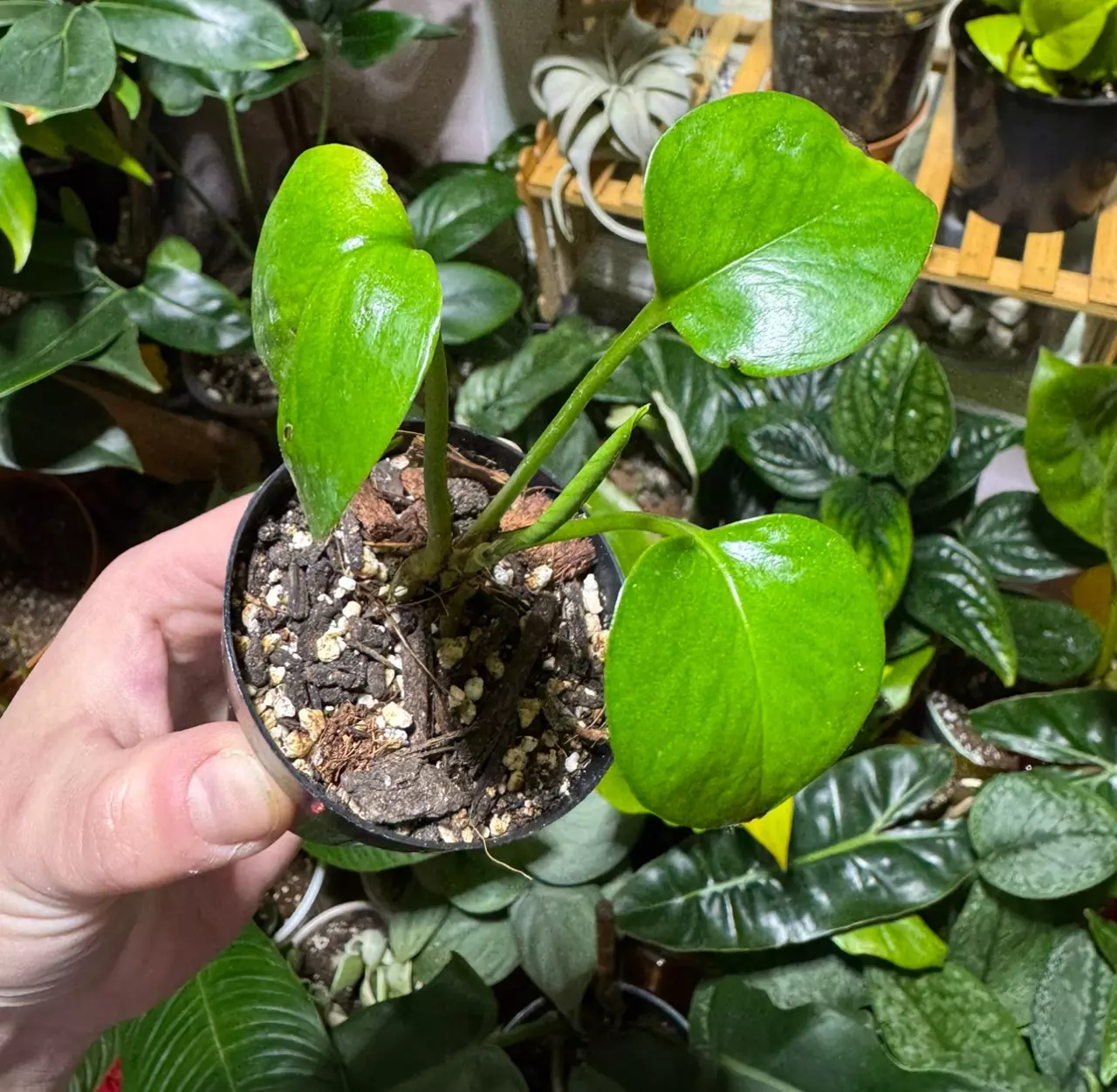 plant/Lemon Top Pothos-0