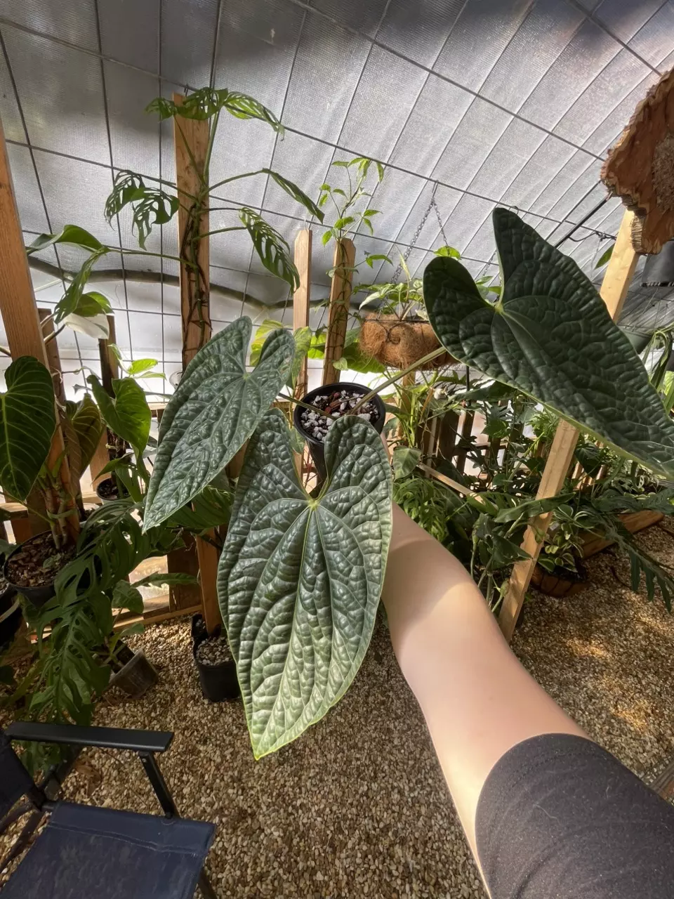 plant/Large Anthurium Luxurians-0