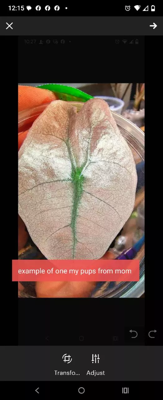 plant/Corm only...Large form pink mint amazonica not small Polly joy ghost-4