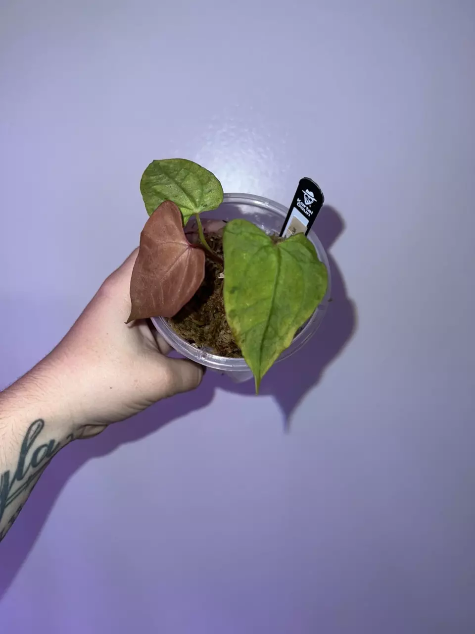 plant/FRESH BOTTOM CUT OF THE PLANT PICTURED CAN BE DONE UPON BUY- Var Red Spider SELF-1