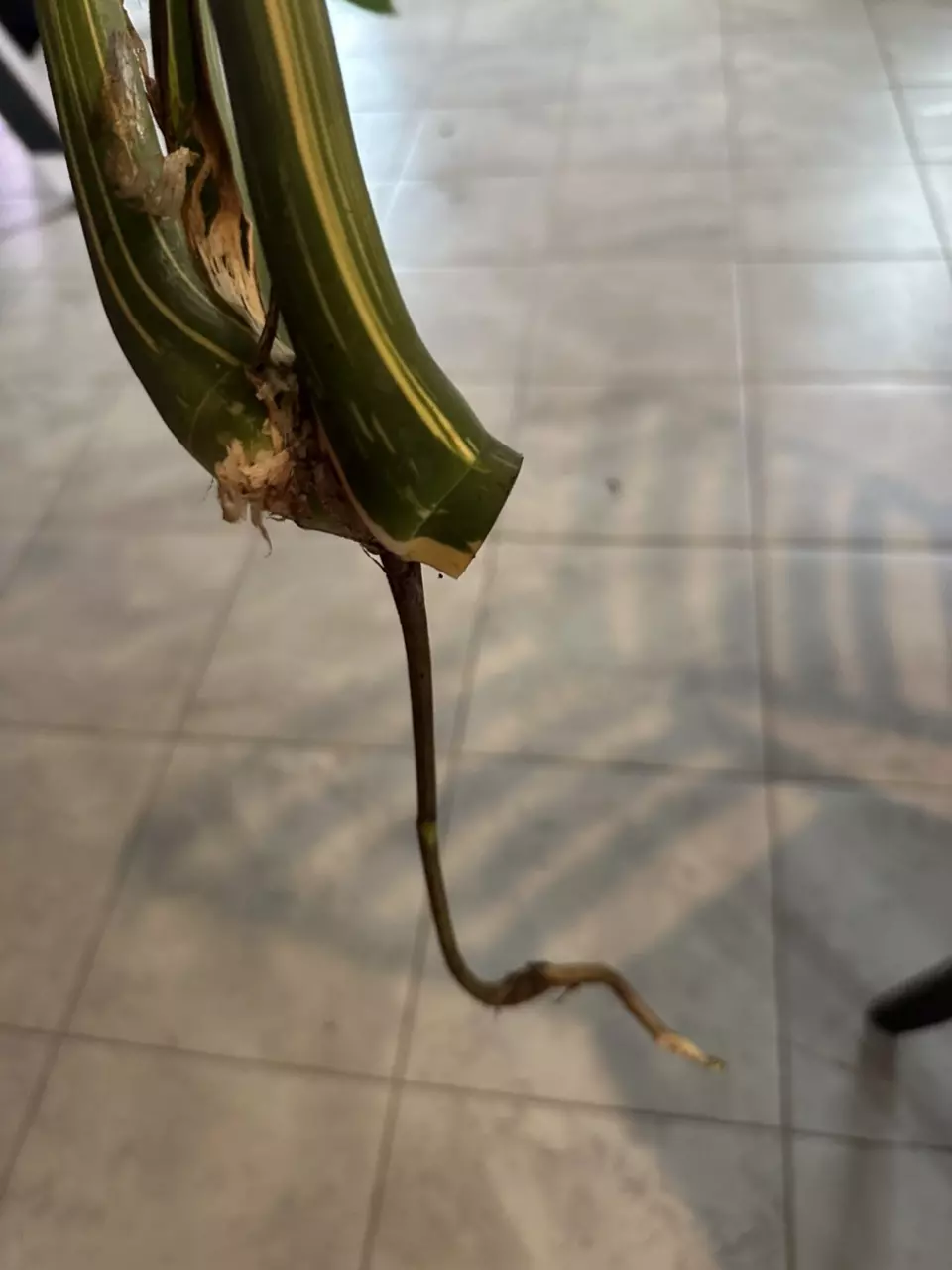plant/Massive Mature Thai Constellation-1