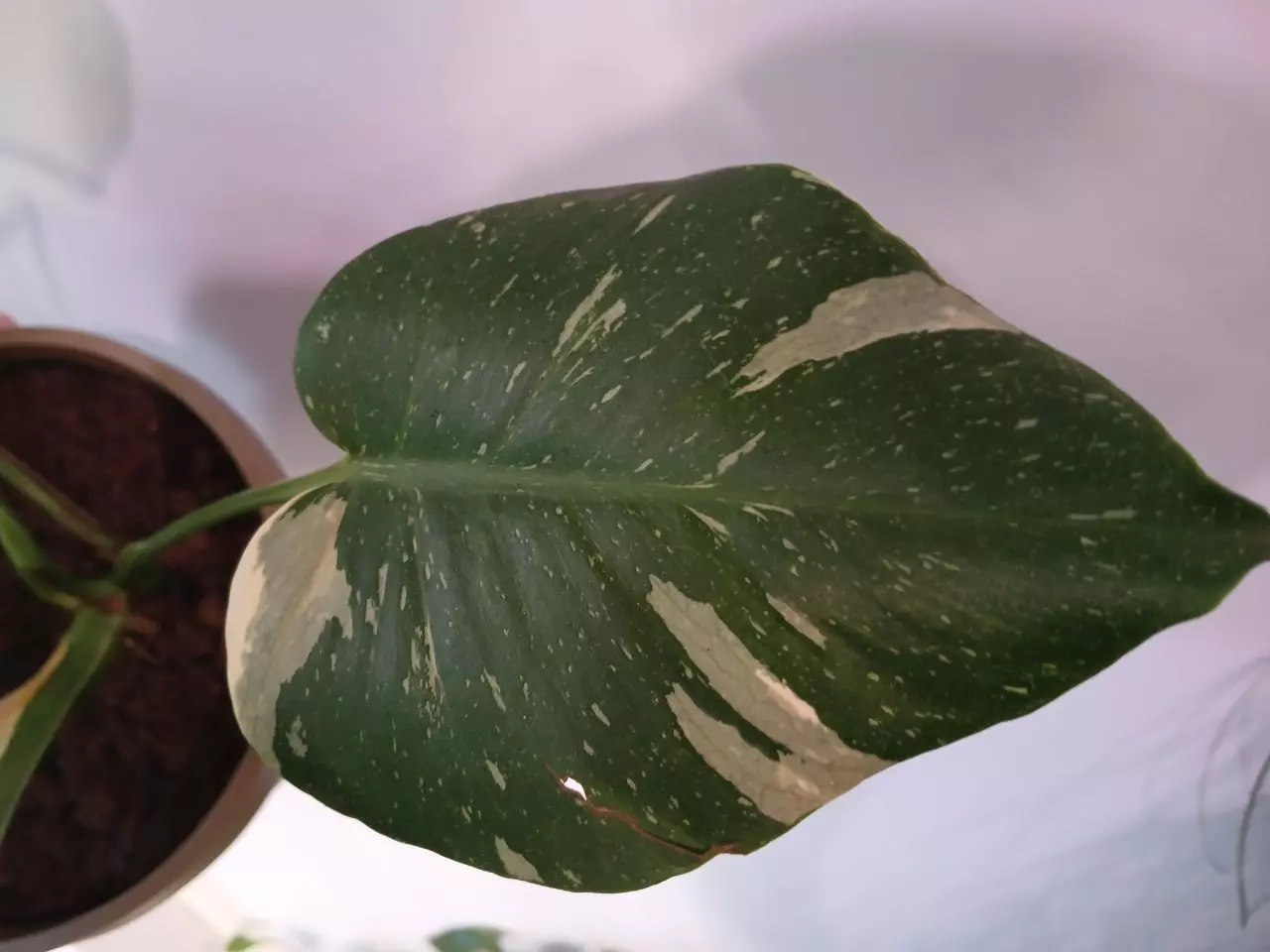 plant/Monstera Thai Constellation-1