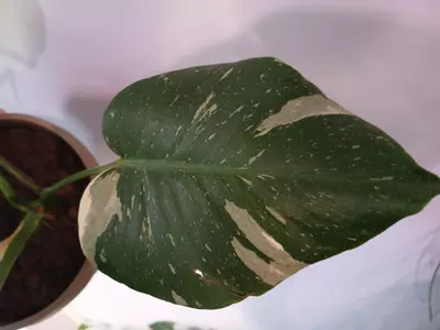 plant/Monstera Thai Constellation-1-thumbnail