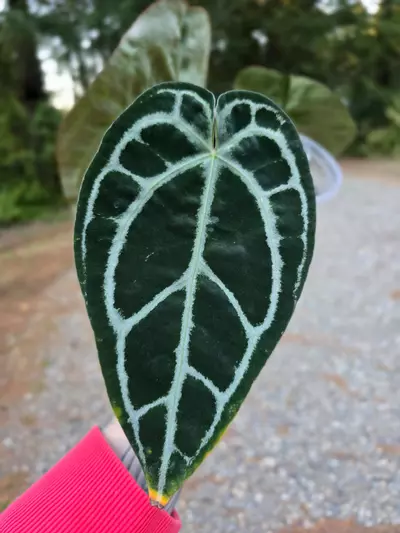 plant/Anthurium Pink Lemonade s1 (Directly from SKG Gardens)-2-thumbnail