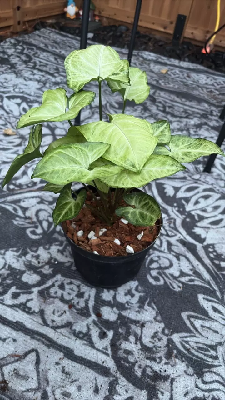 plant/Syngonium White butterfly-0