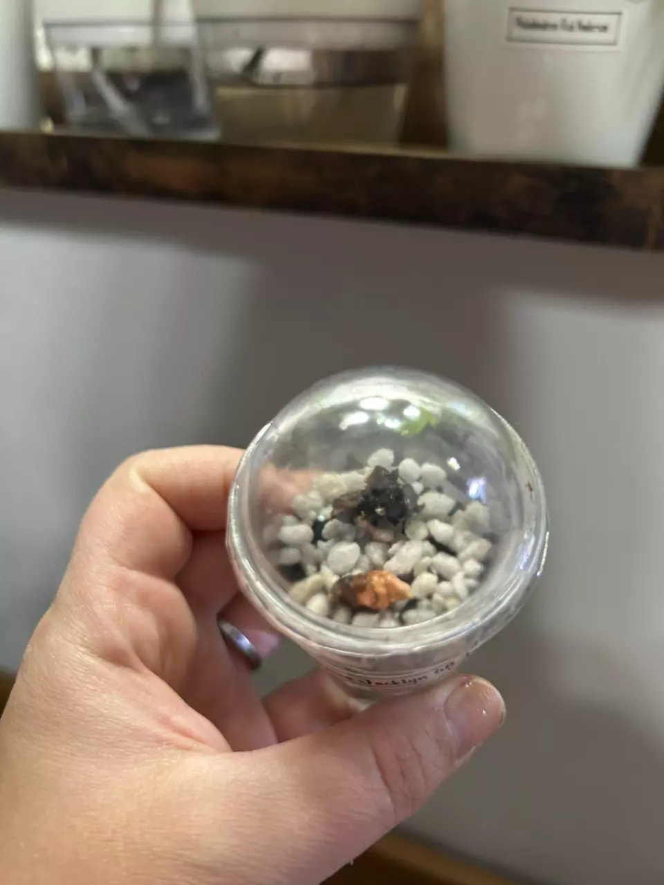 heat_pack/Add corm cups for my corms! 🌰🌰🌰-1
