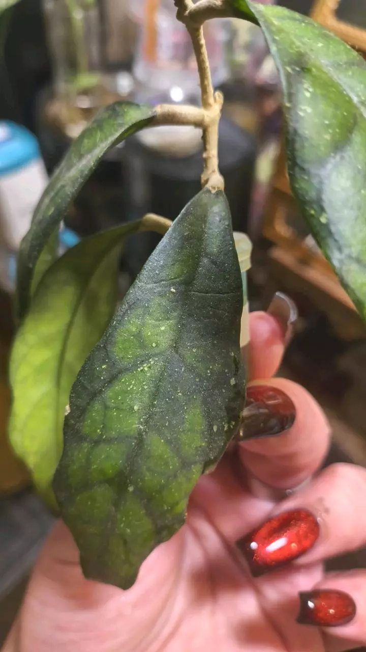 plant/True Black cat not reg callistophylla-0