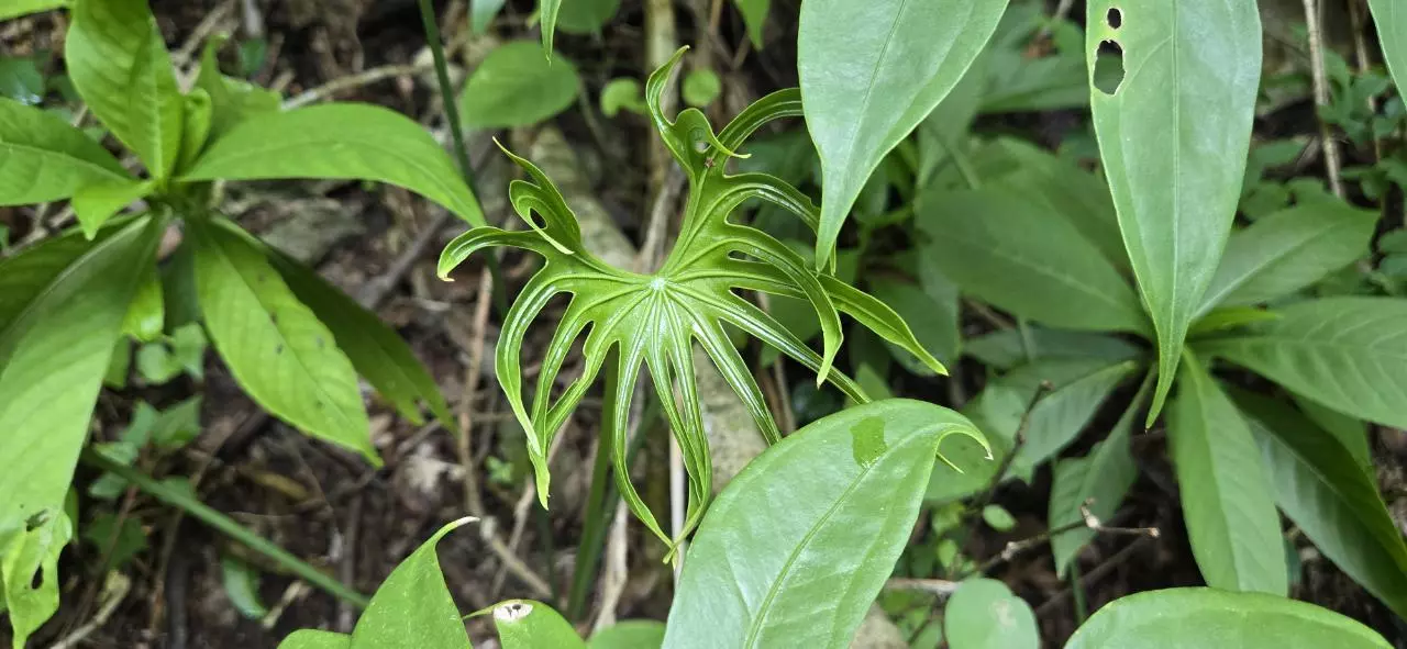 plant/Anthurium pedatoradiatum (Seedlings) Ocozocoautla de Espinosa, Chiapas.-0