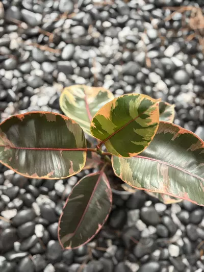 plant/Ruby Red Ficus-0-thumbnail