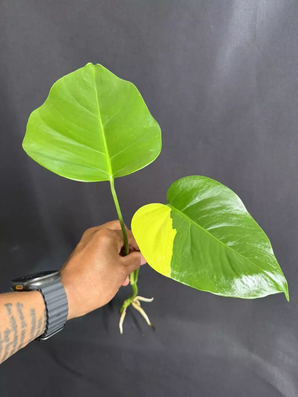 plant/Monstera Aurea (low variegation)-0