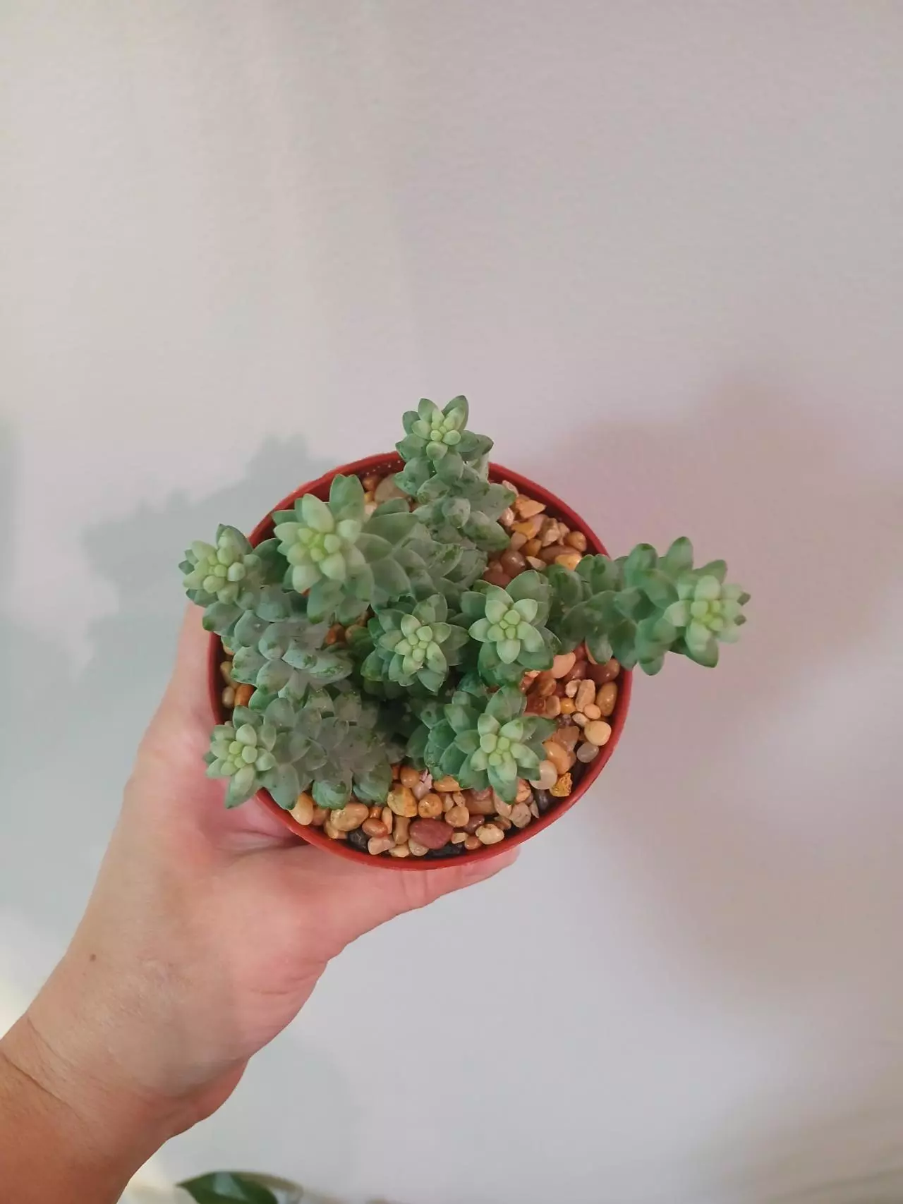 plant/Donkeytail Succulent-1