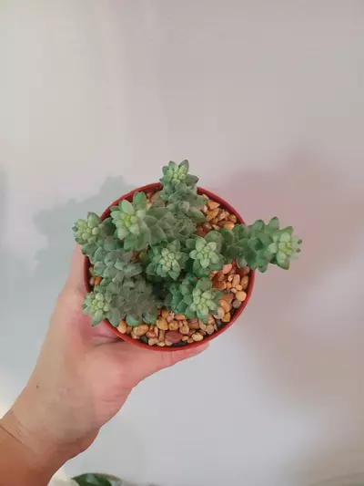 plant/Donkeytail Succulent-1-thumbnail