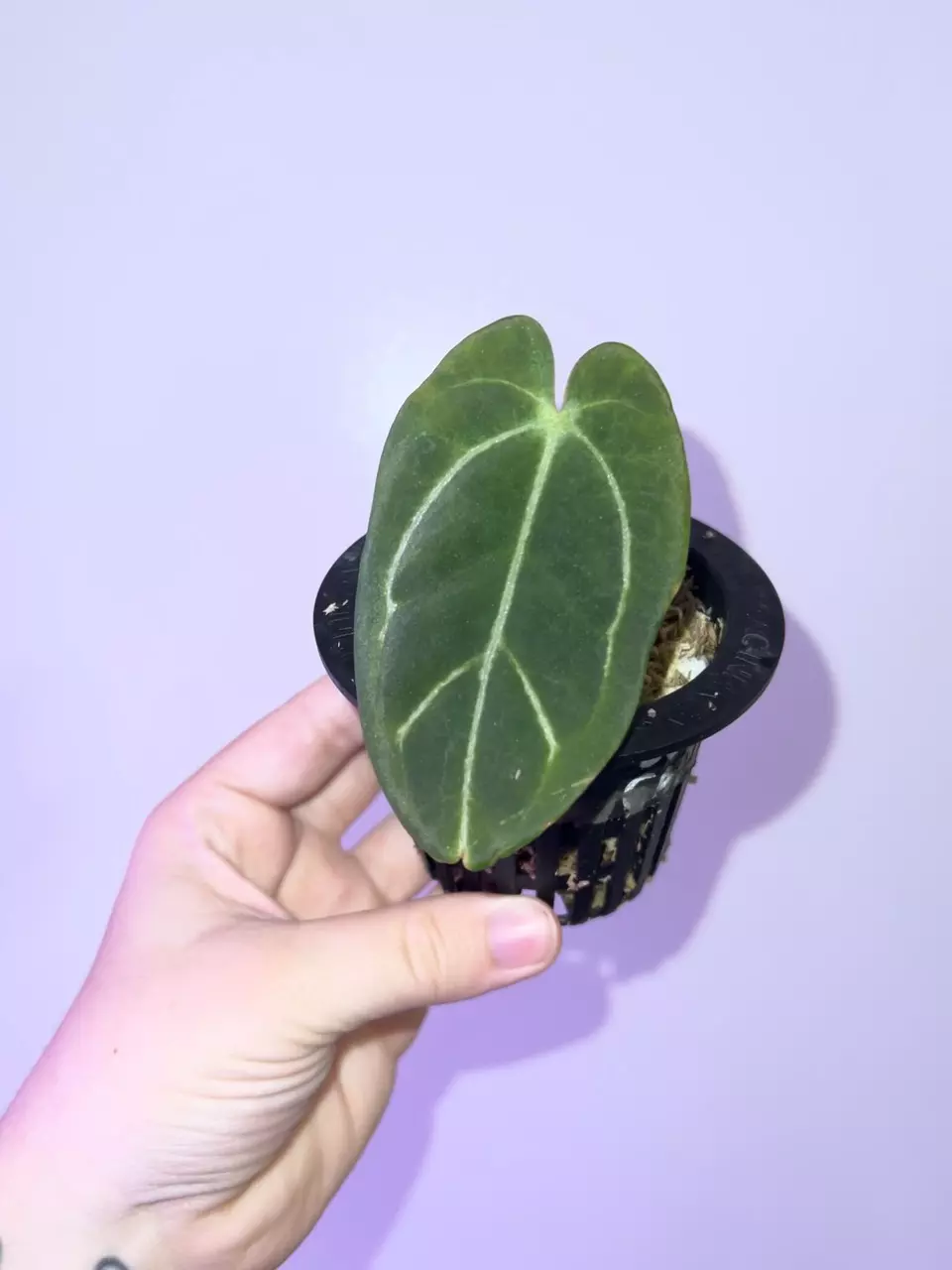 plant/Black Widow x Carla GPH001-2