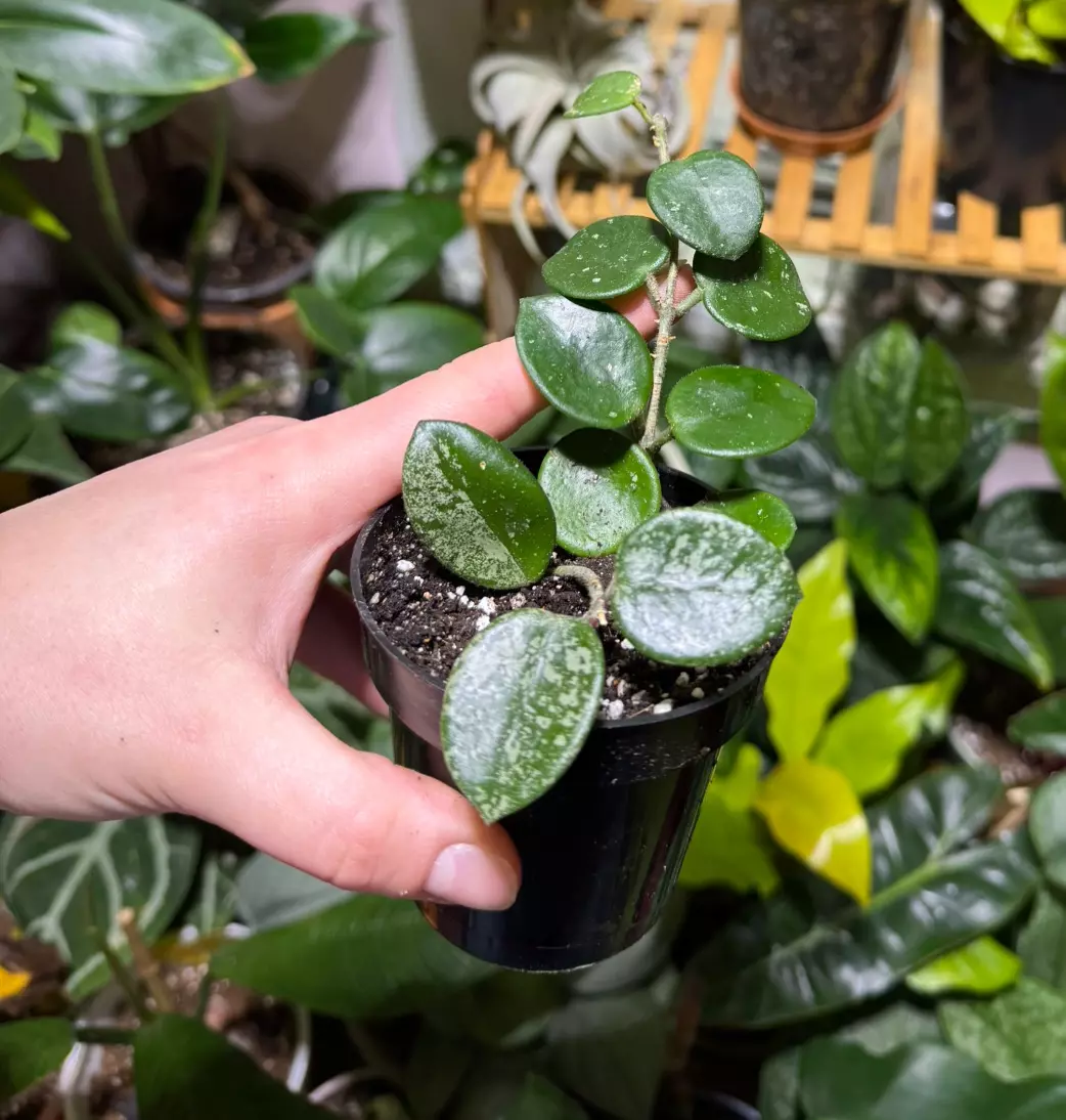 plant/Hoya Mathilde Splash-0