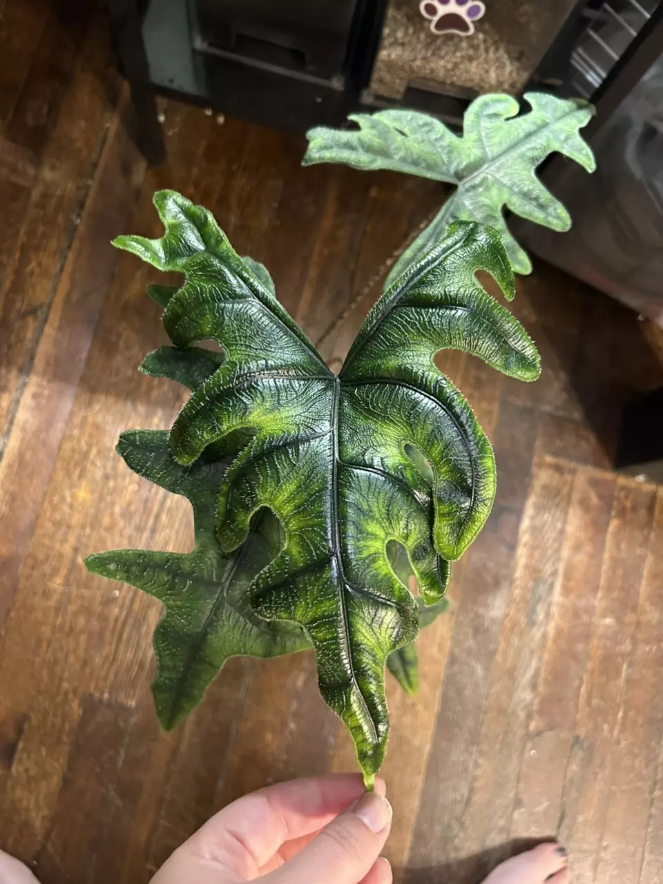 plant/CORMS Alocasia Jacklyn 68 🌰-0