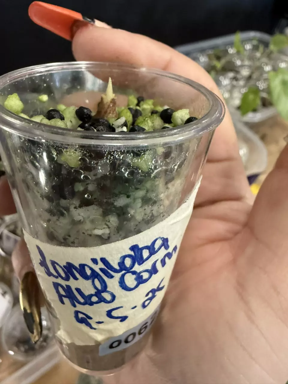 plant/Alocasia Longiloba albo corm-0