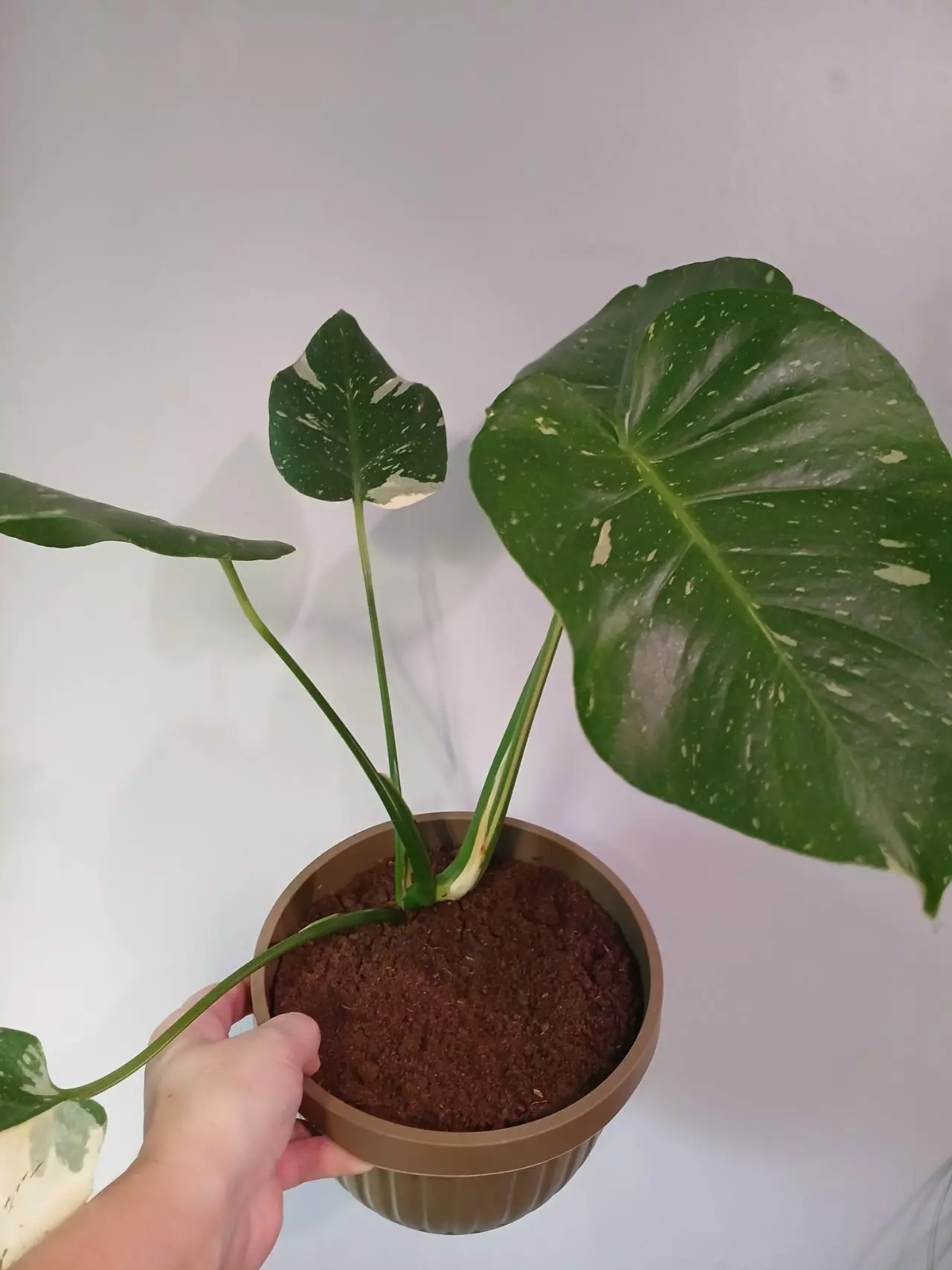 plant/Monstera Thai Constellation-2