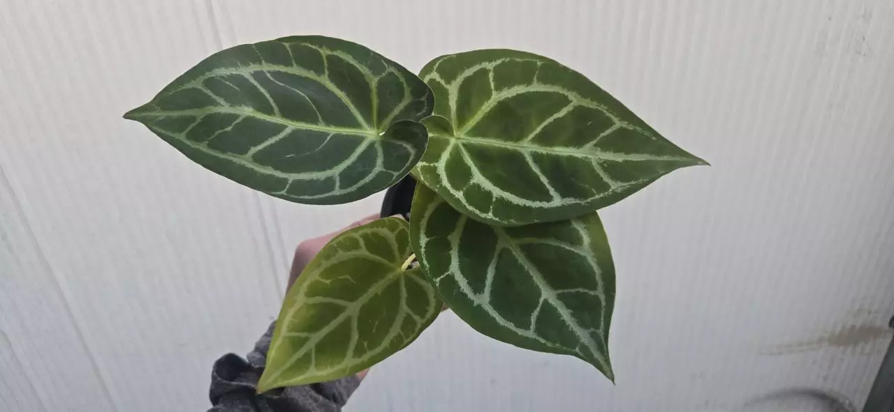 plant/Anthurium crystallinum x forgetti-0