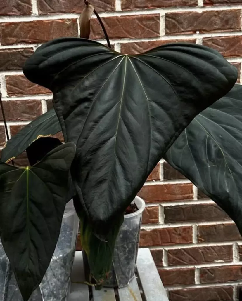 plant/Huanuco Velvet x Mr WW by Connor from Phytorot-3