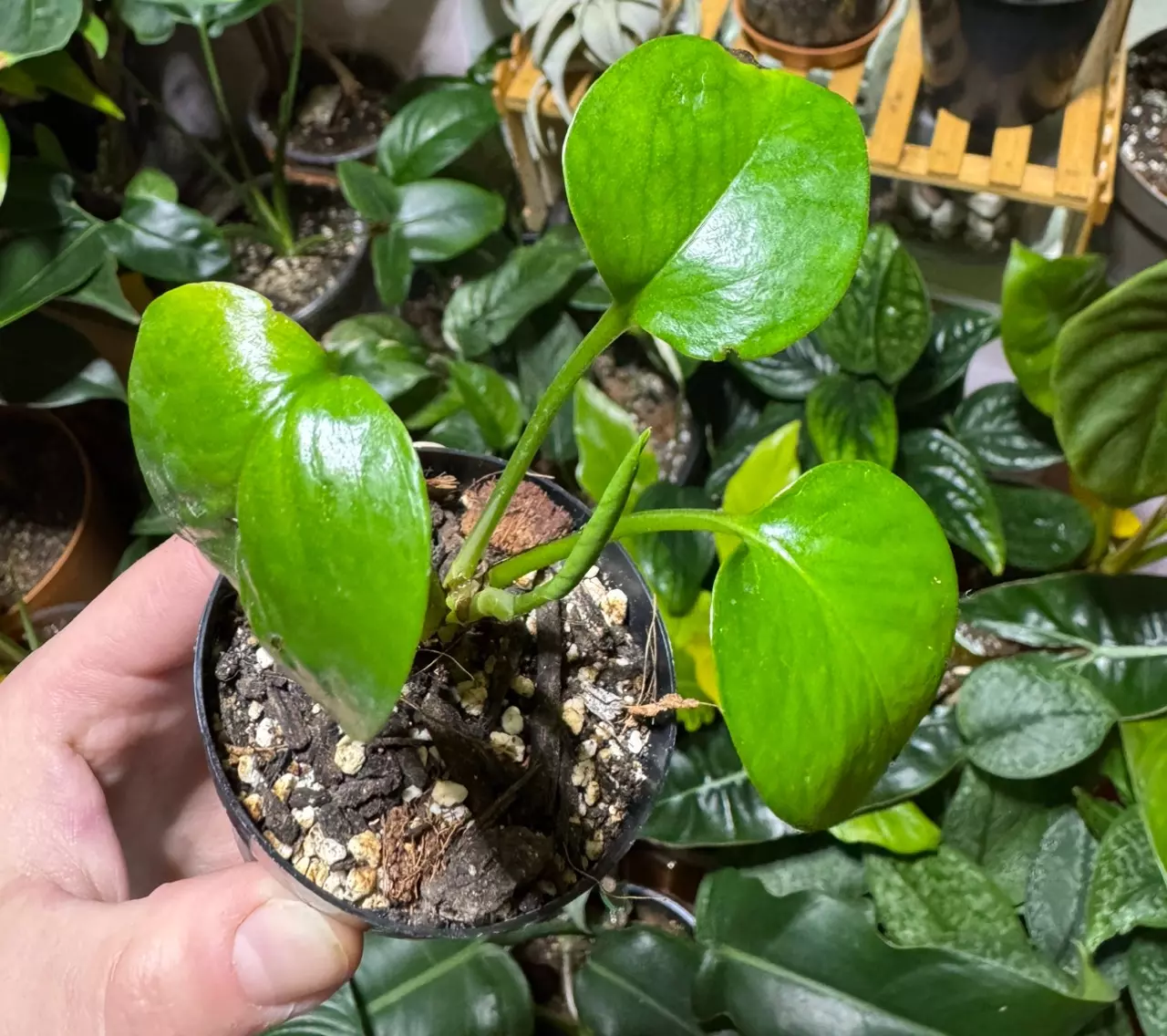 plant/Lemon Top Pothos-1