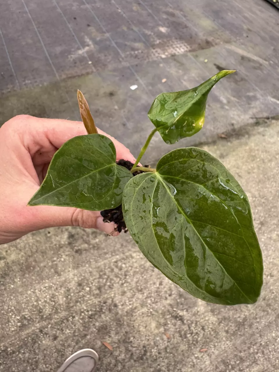 plant/Anthurium queen of hearts starter plant growers choice-1