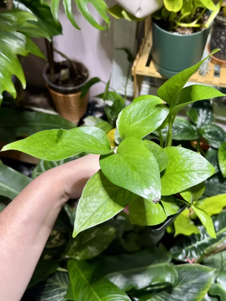 plant/Jade Pothos-0