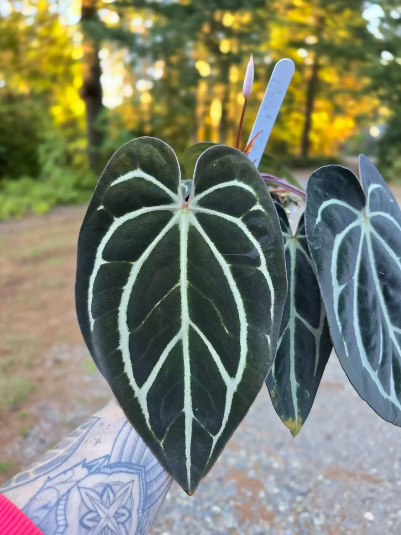plant/Anthurium Carla #1 x #16 (flowering size)-0